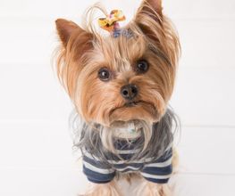 Cani Star image 3