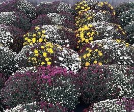 Chazalet Plants image 11