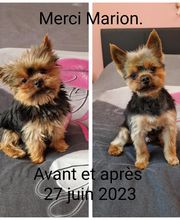Le rêve des chiens image 2
