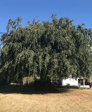 Tannen-Müller GmbH Bild 6