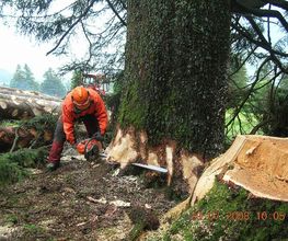 Eggenberger Forst AG Bild 4