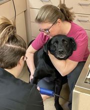 Mission Road Animal Clinic image 3