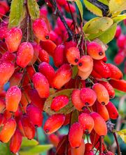 Naturheilpraxis Irène Nabi Bild 6