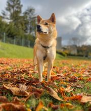 Dog & Picture image 1