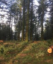 Etienne ROGER Expert forestier image 2