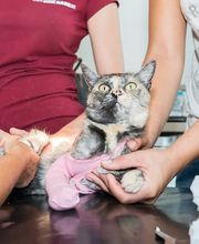 Kleintierpraxis Dr. med. vet. Barbara Rabeling Bild 5