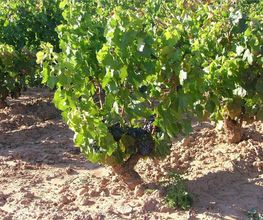 bodegas-artoje-uvas-05.jpg