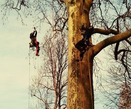 L'Arbre Remarquable image 4