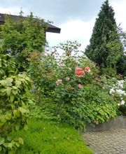 Stark im Garten Bild 30