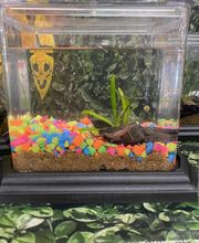 Fullerton Ace Hardware image 16