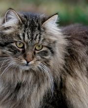 Tierklinik Rhenus AG Bild 13