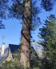 Baum élagage image 11