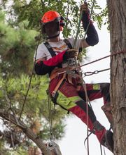 Arbor Ouest image 7