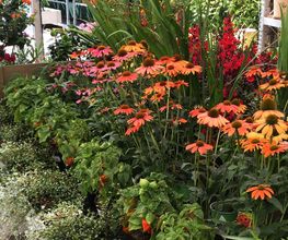 Gartenmarkt Meisenbach Bild 8