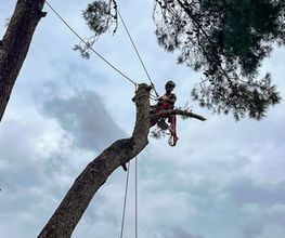 Sector Arbol imagen 14