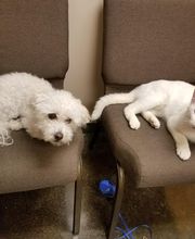 Belle Plaine Animal Hospital image 3