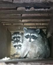 Critter Control - Newburgh image 4