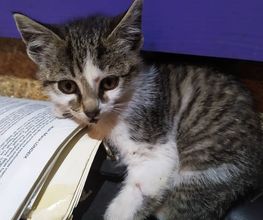 CATROGATOS imagen 5