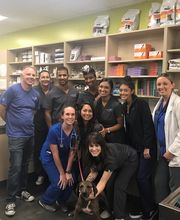 Thrive Pet Healthcare - Falcon image 9