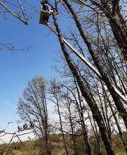 Mickael élagage image 8