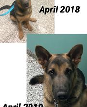 The Pet Wellness Group: Hebron image 8