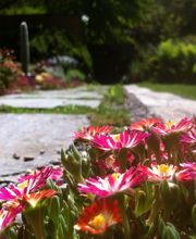 LEDER Garten- + Landschaftsbau Bild 13