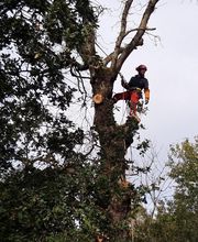 En Vie...d'Arbres image 8