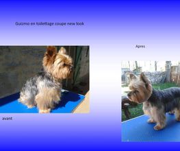 O'Prestige Canin image 2