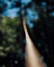 Top Tier Trees image 18