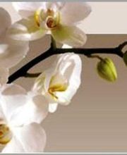 Dubuisson-caillet Aurélie image 1