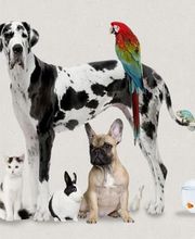 ANIMOTOPIA PLOUIGNEAU image 2