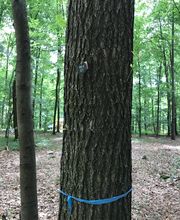 FriedWald Meroder Wald Bild 2