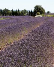 Domaine du Serre des Vignes image 3