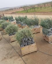 Viveros Gonzalo imagen 5