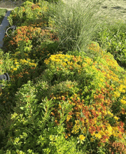 Müller Gartengestaltung GmbH Bild 9