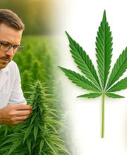 Vapor Spirit CBD Shop Zürich, CBD kaufen Schweiz & CBD Öl Bild 7