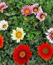 Marty Fleurs image 10