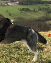 Animal & Vous image 3