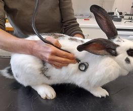 Hase, Untersuchung