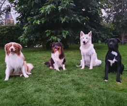 Educ Love Dog image 8