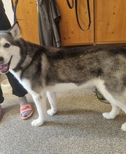 Hundesalon Dany Bild 1