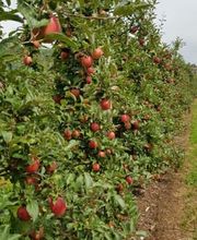 Grimm Obst u. Gemüsehandels AG Bild 9