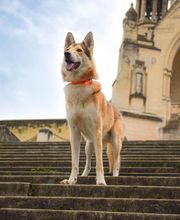 Dog & Picture image 5