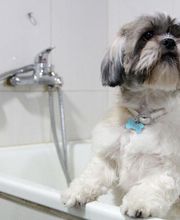 Veterinario Alcorcón imagen 17