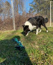 Columbia Animal Hospital image 2