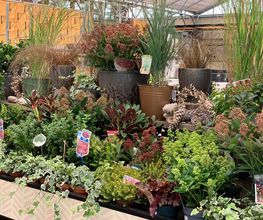 Intratuin Weert Tuinplanten