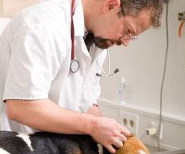 Clínica Veterinaria Villaluenga imagen 6