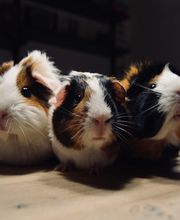 Tierarztpraxis Dr. Michael Wolf Bild 5