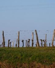 Vignobles Dubard image 1