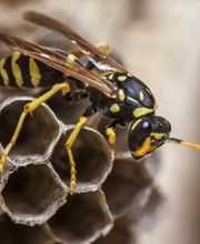 Protec Nuisibles image 16